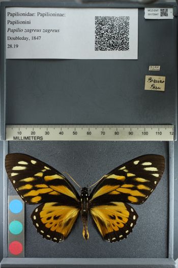 Media type: image;   Entomology 172847